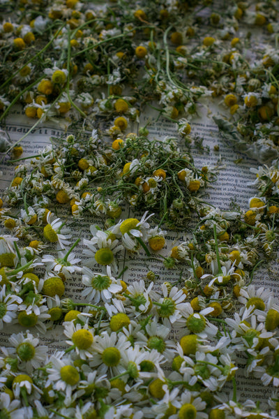 Guest Blog Post: The Magic of Chamomile by Ariel Kusby