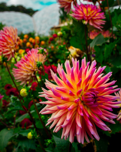 Full Bloom with Dahlia Flower Essence