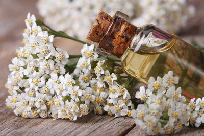 Yarrow for protection