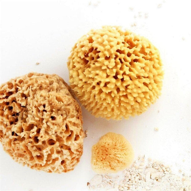 Natural Sea Sponges