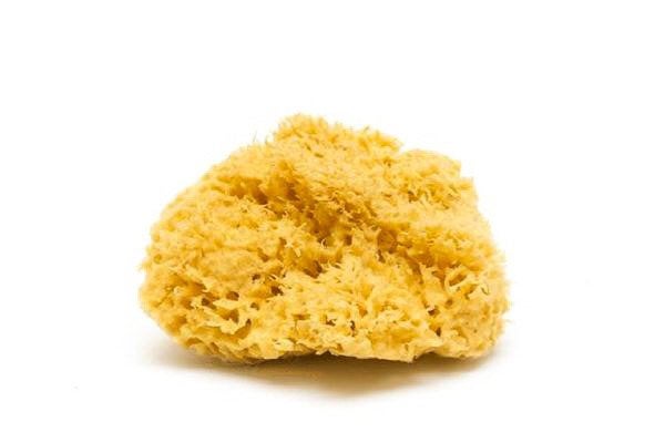 Natural Sea Sponges