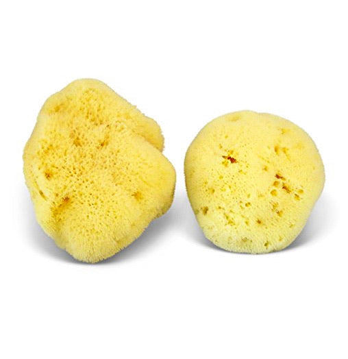 Natural Sea Sponges